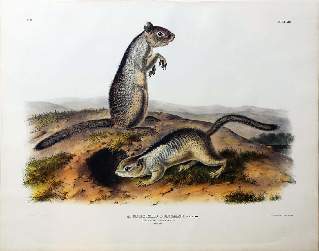 Audubon Imperial Folio Quadrupeds (1 of 1)