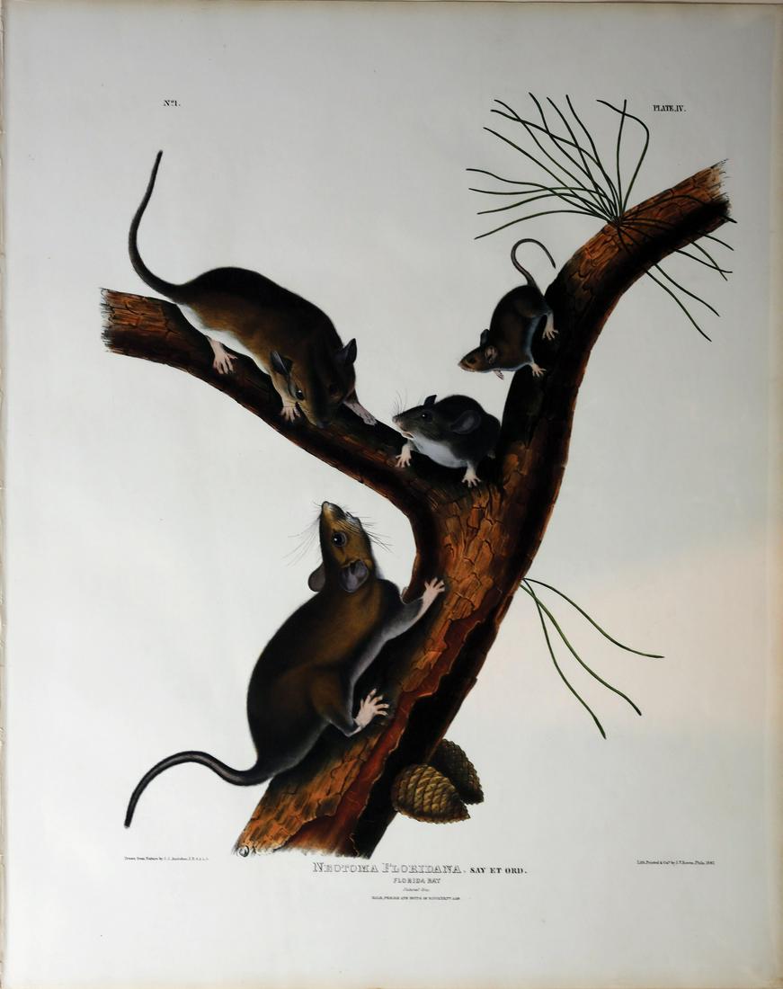 Audubon Imperial Folio Quadrupeds (1 of 1)