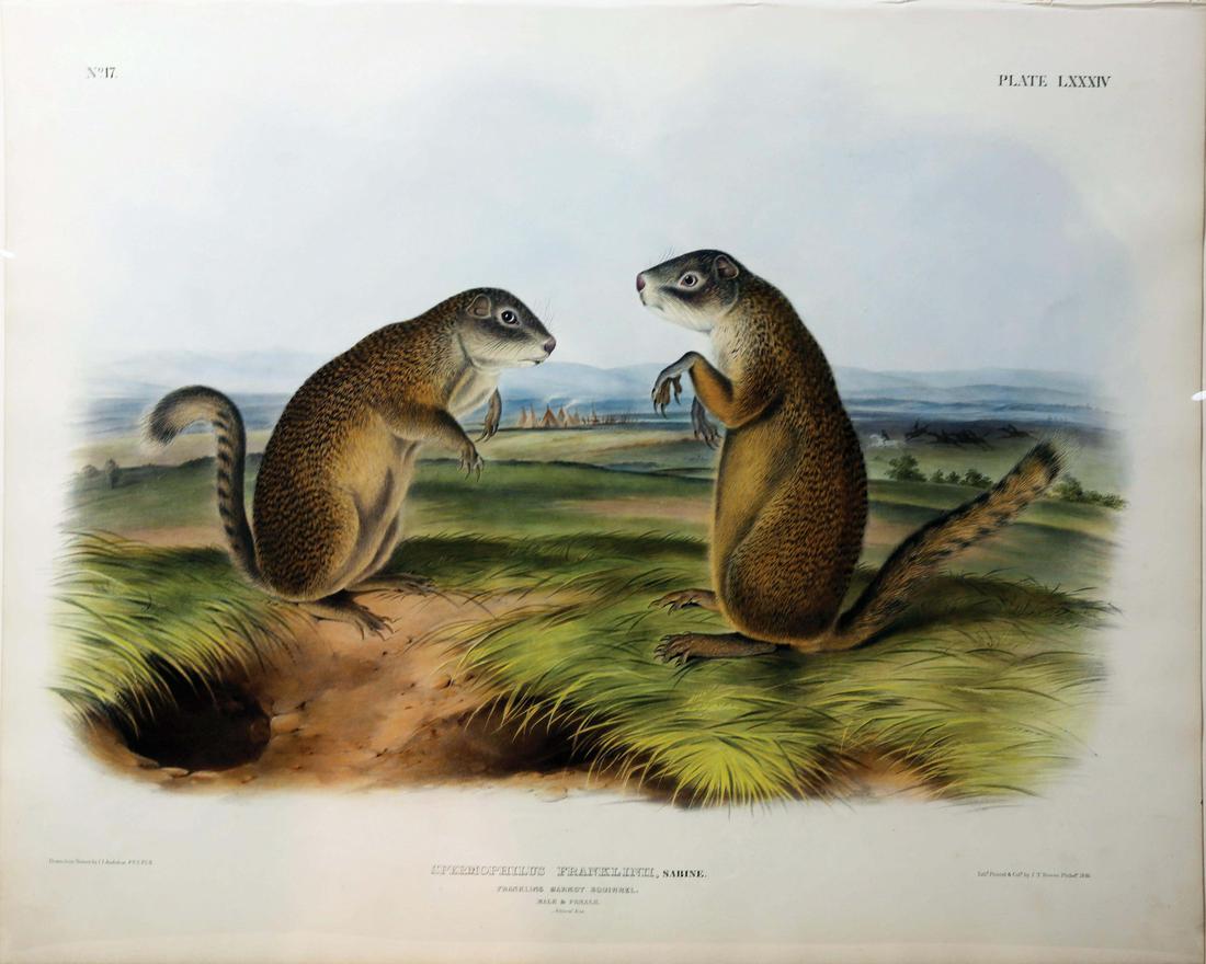 Audubon Imperial Folio Quadrupeds (1 of 1)
