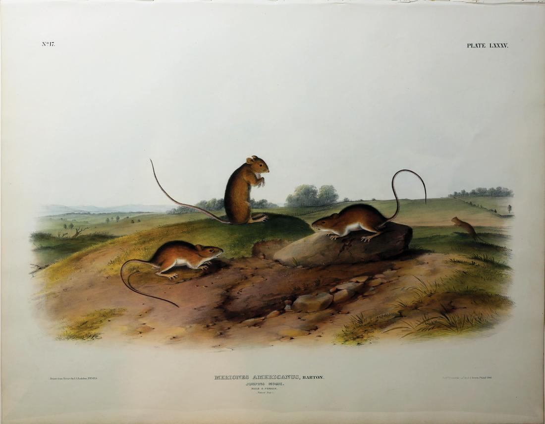 Audubon Imperial Folio Quadrupeds (1 of 1)