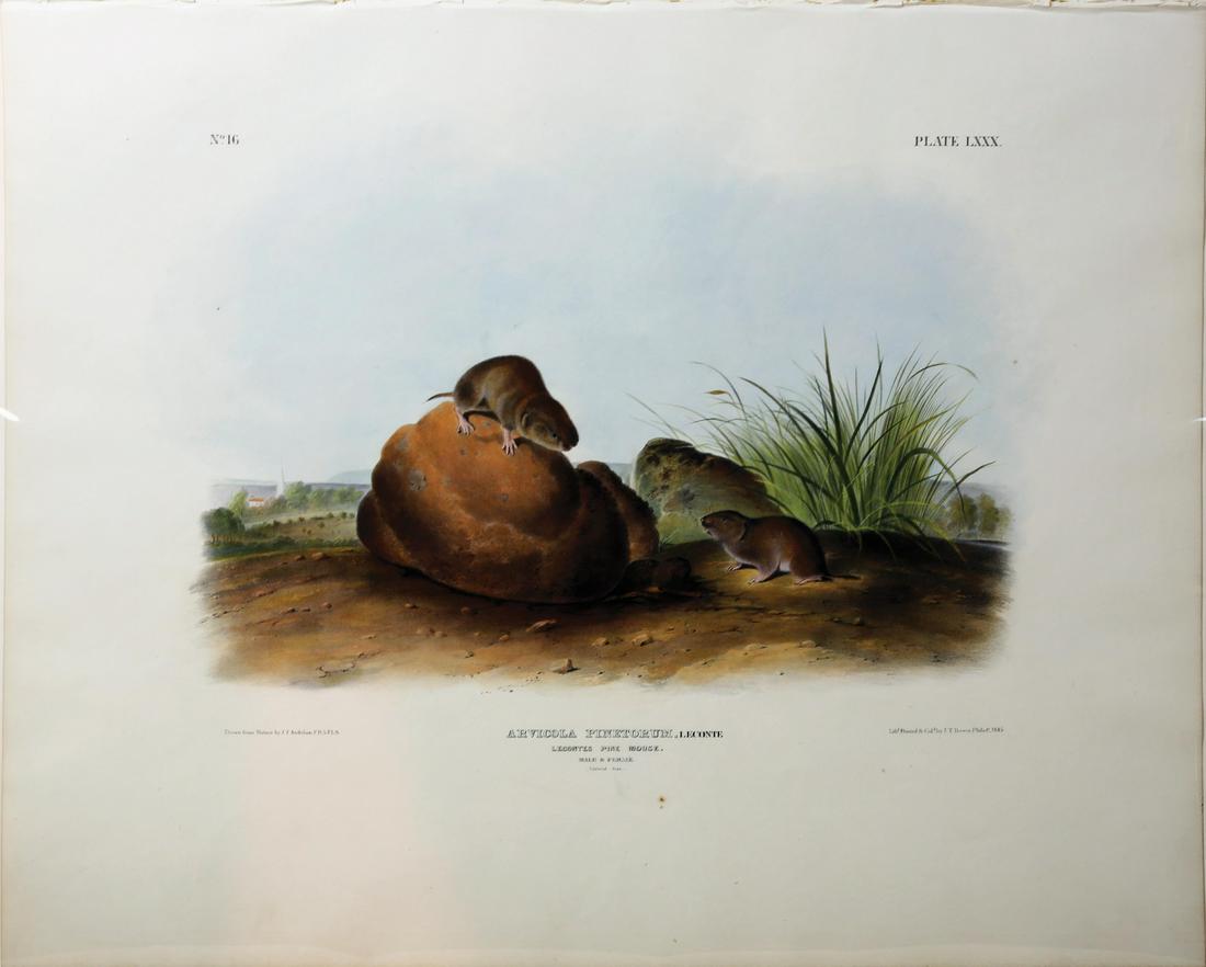 Audubon Imperial Folio Quadrupeds (1 of 1)