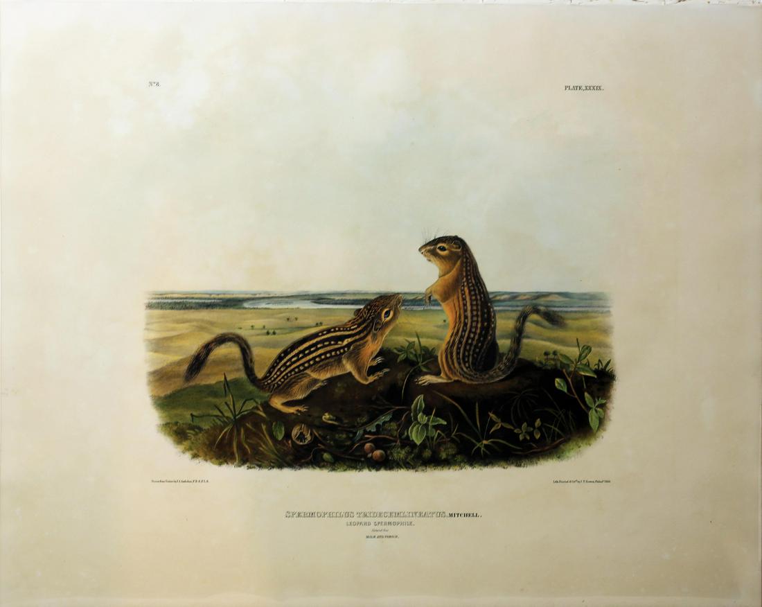 Audubon Imperial Folio Quadrupeds (1 of 1)