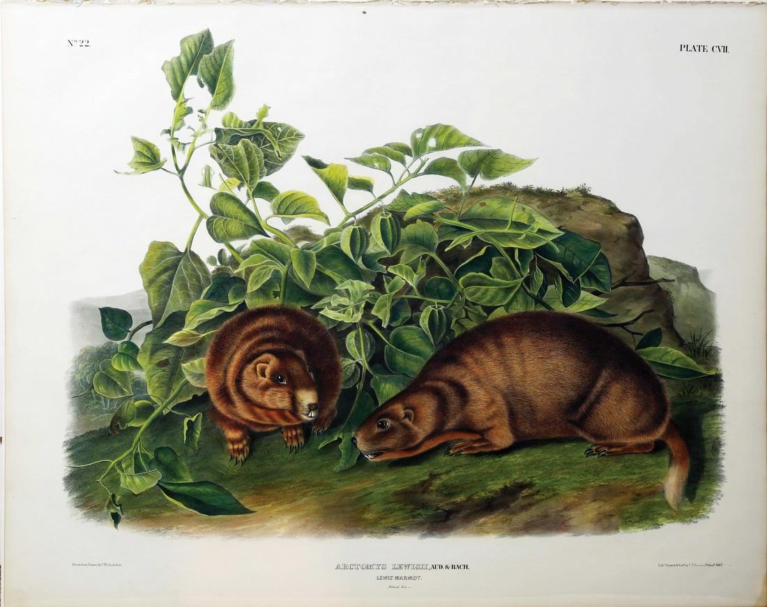 Audubon Imperial Folio Quadrupeds (1 of 1)