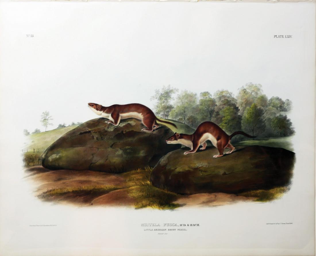 Audubon Imperial Folio Quadrupeds (1 of 1)