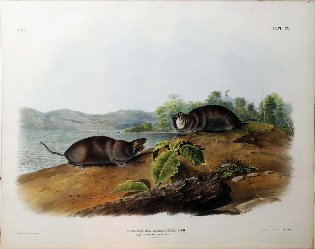 Audubon Imperial Folio Quadrupeds (1 of 1)