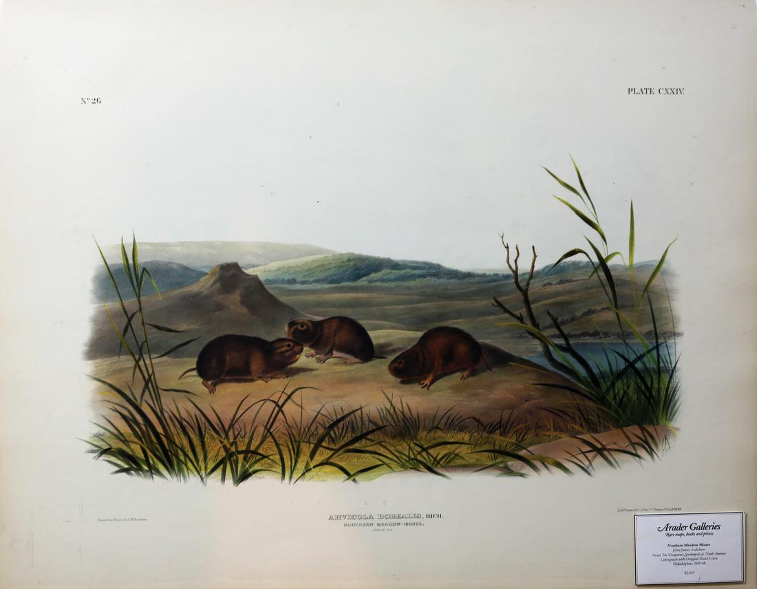 Audubon Imperial Folio Quadrupeds (1 of 1)
