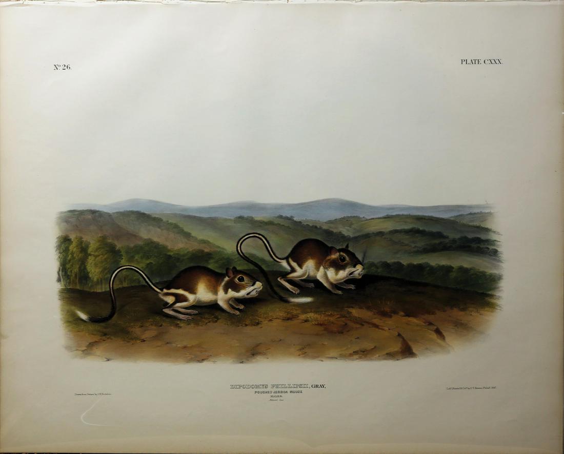 Audubon Imperial Folio Quadrupeds (1 of 1)