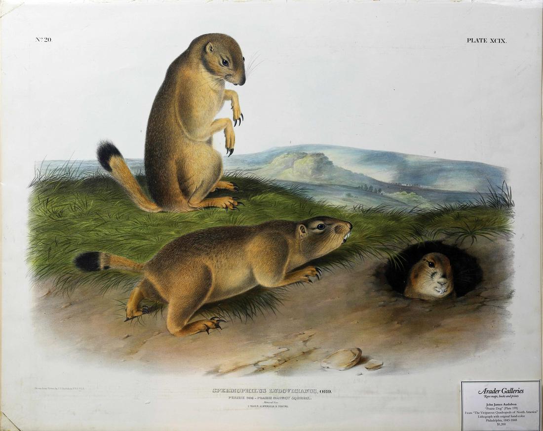 Audubon Imperial Folio Quadrupeds (1 of 1)