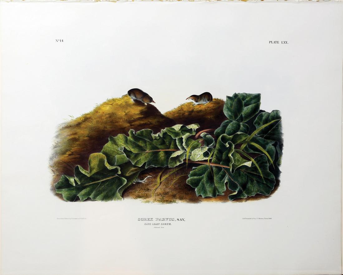 Audubon Imperial Folio Quadrupeds (1 of 1)