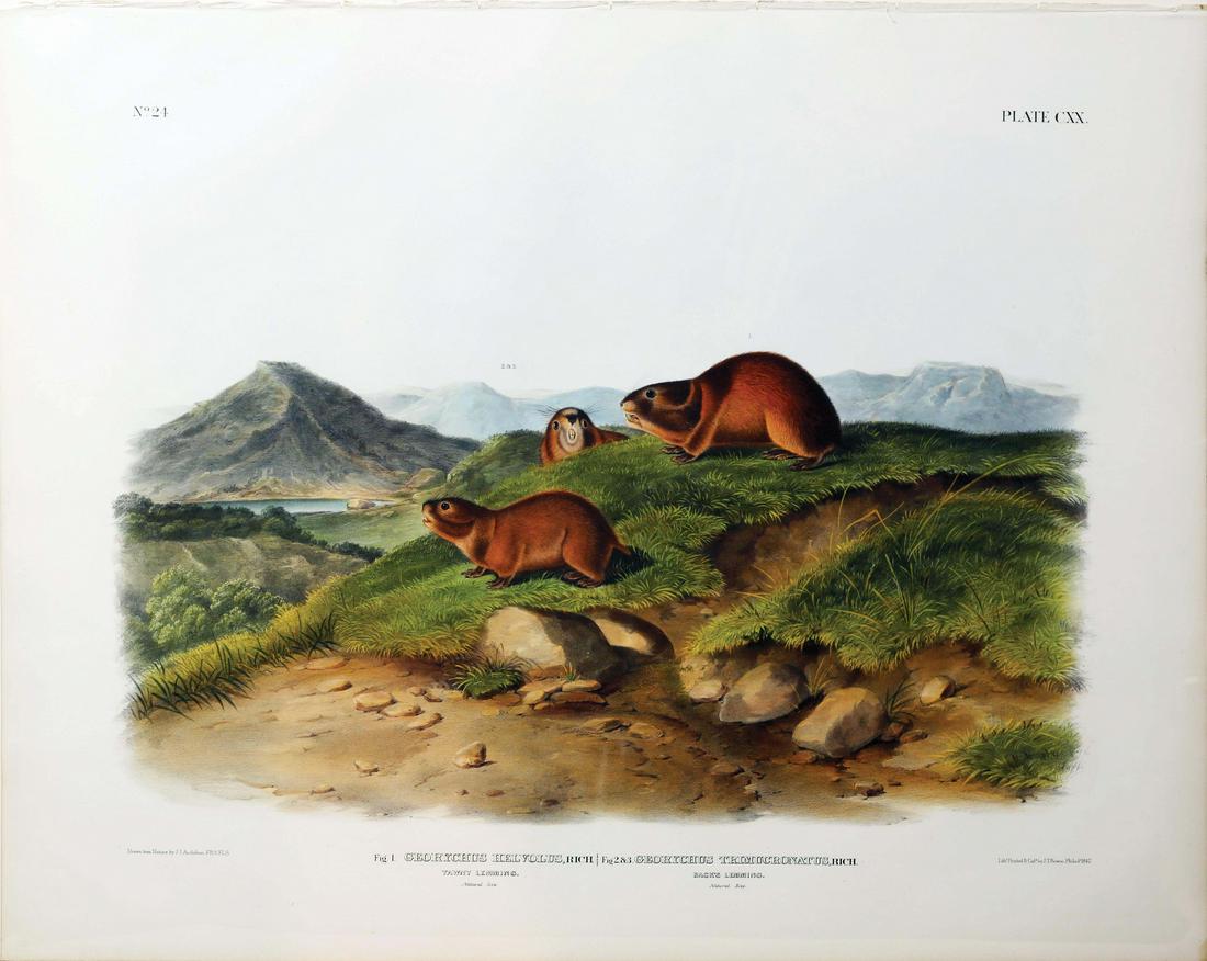 Audubon Imperial Folio Quadrupeds (1 of 1)