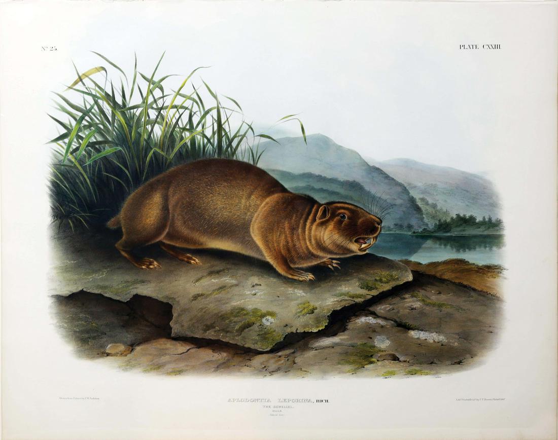 Audubon Imperial Folio Quadrupeds (1 of 1)