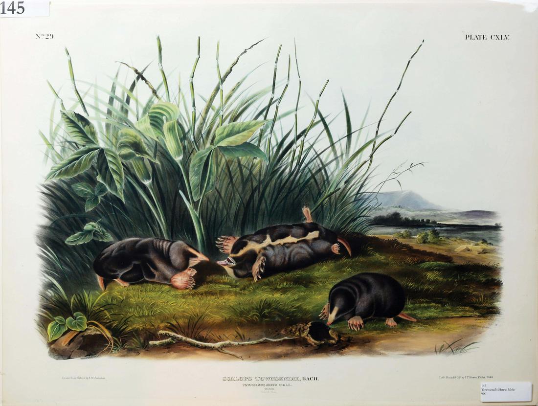 Audubon Imperial Folio Quadrupeds (1 of 1)