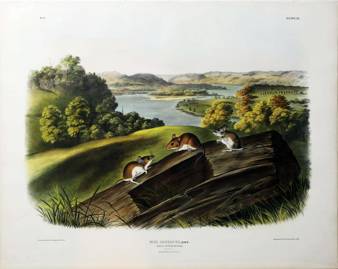 Audubon Imperial Folio Quadrupeds (1 of 1)