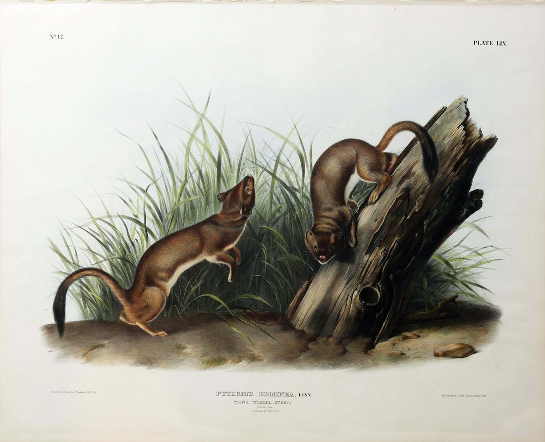 Audubon Imperial Folio Quadrupeds (1 of 1)