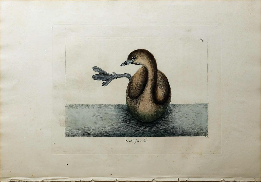 Catesby Engraving, Grebe (1 of 1)