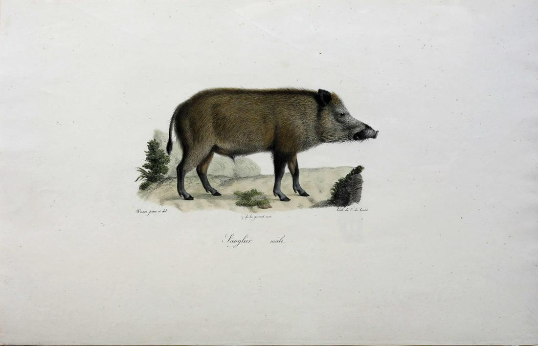 Cuvier Mammals: CUVIER, Frederic (1769-1832), Geoffroy-Saint-Hilaire (1772-1844), Joannes Werner (19th Century), Pierre Langlume (1790-1830)... Langlier Male. Lithograph with original hand color from Histoire Naturel