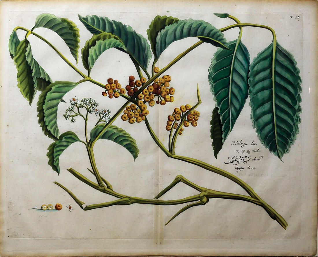 Draakestein Indian Flora engraving (1 of 1)