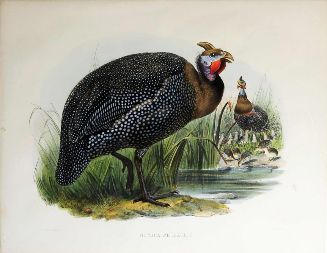 Elliot Guineafowl Lithograph (1 of 1)