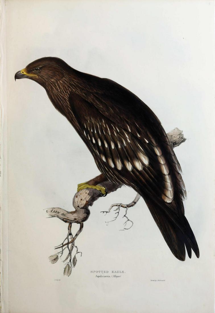 Gould Birds of Europe Lithograph (1 of 1)