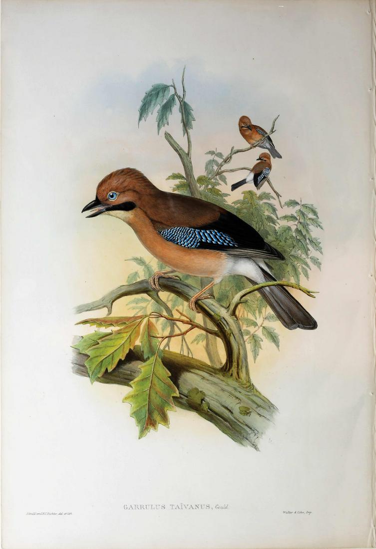 Gould Birds of Asia Lithograph (1 of 1)