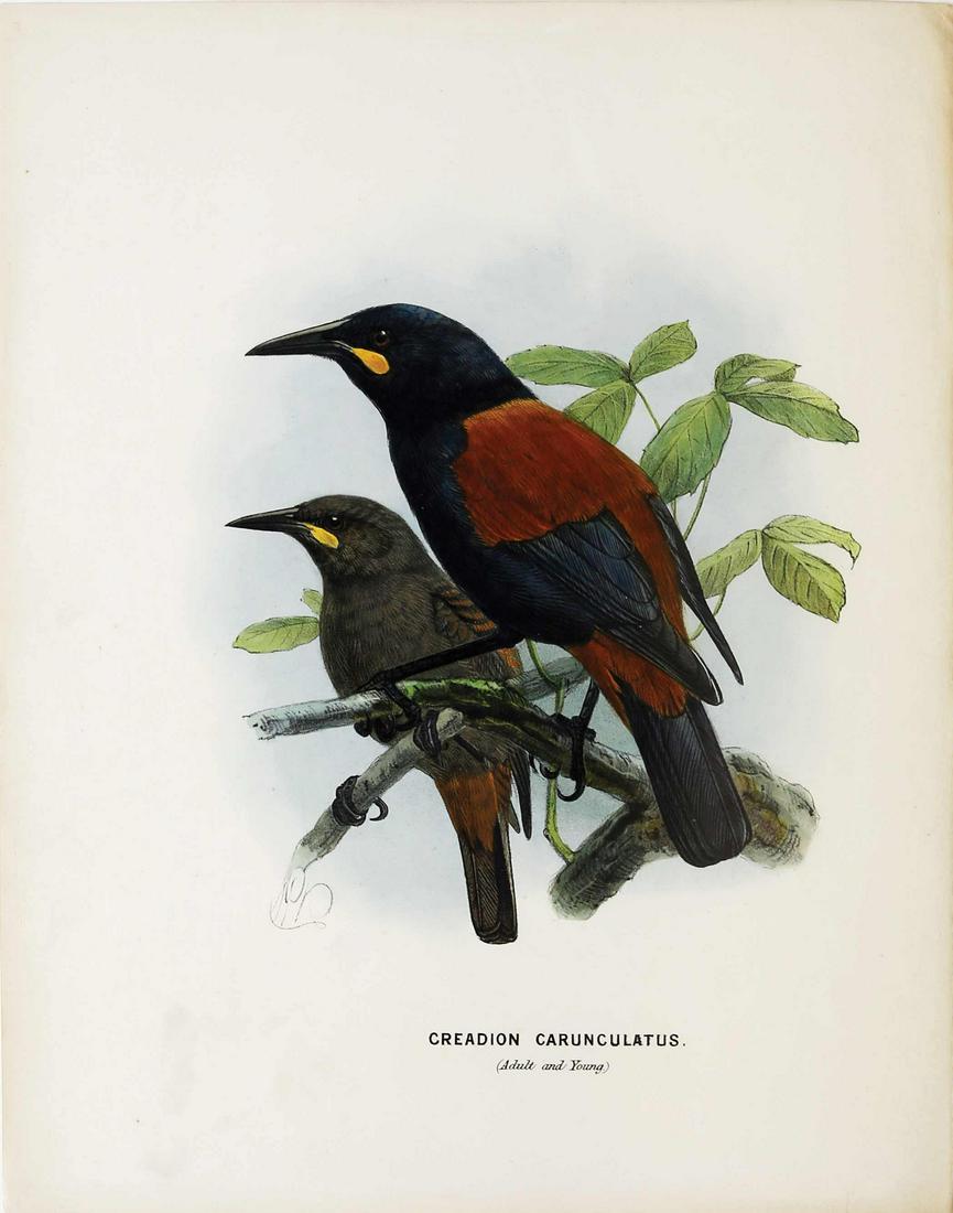 Keulemans Birds of New Zealand Lithograph (1 of 1)