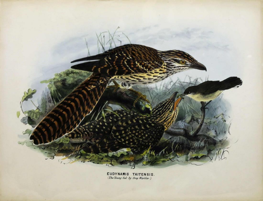 Keulemans Birds of New Zealand Lithograph (1 of 1)