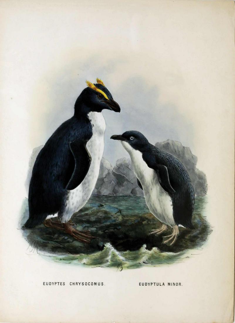 Keulemans Birds of New Zealand Lithograph (1 of 1)