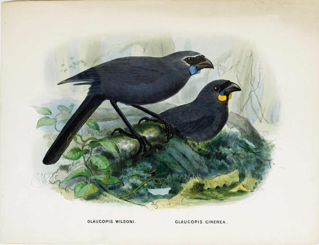 Keulemans Birds of New Zealand Lithograph (1 of 1)