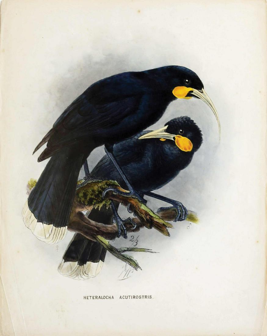 Keulemans Birds of New Zealand Lithograph (1 of 1)