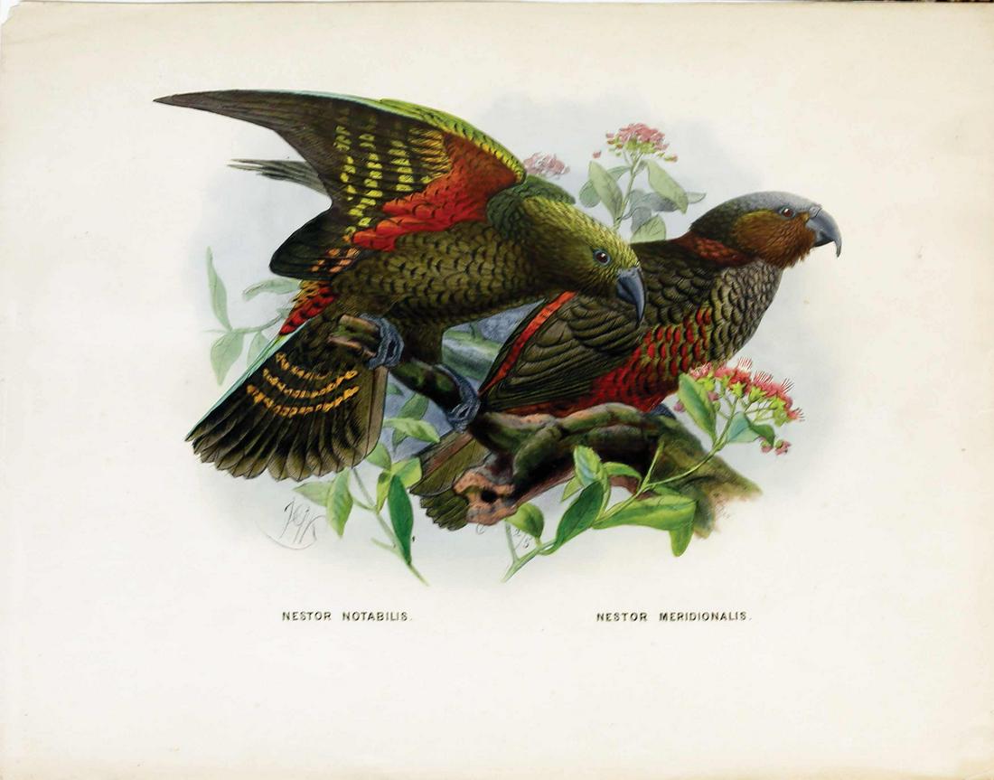 Keulemans Birds of New Zealand Lithograph (1 of 1)