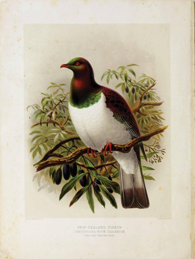 Keulemans Birds of New Zealand Lithograph (1 of 1)