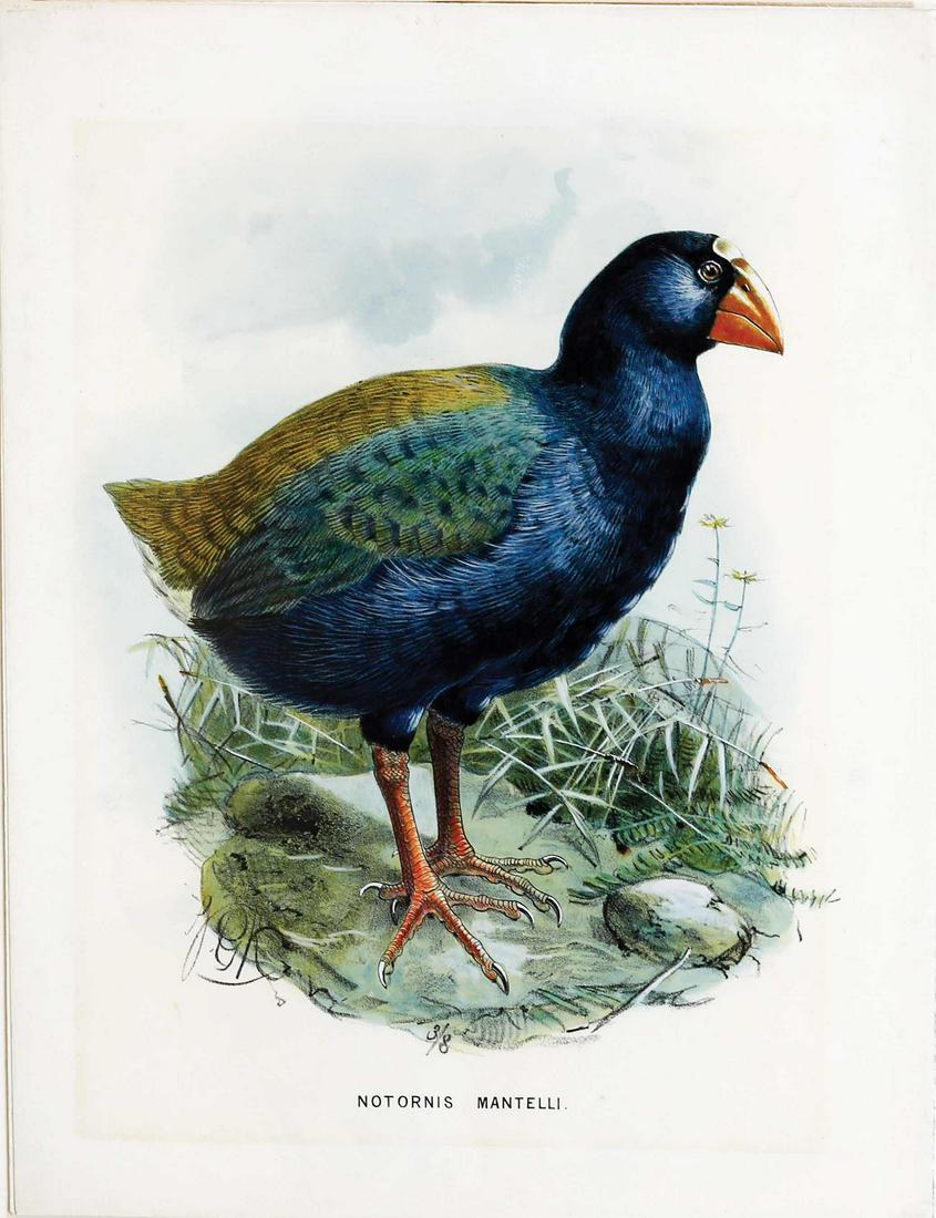 Keulemans Birds of New Zealand Lithograph (1 of 1)