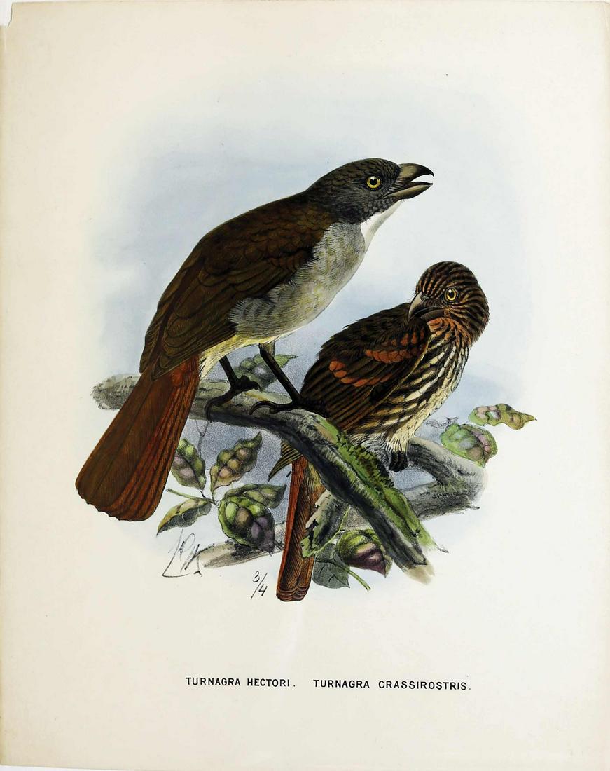 Keulemans Birds of New Zealand Lithograph (1 of 1)