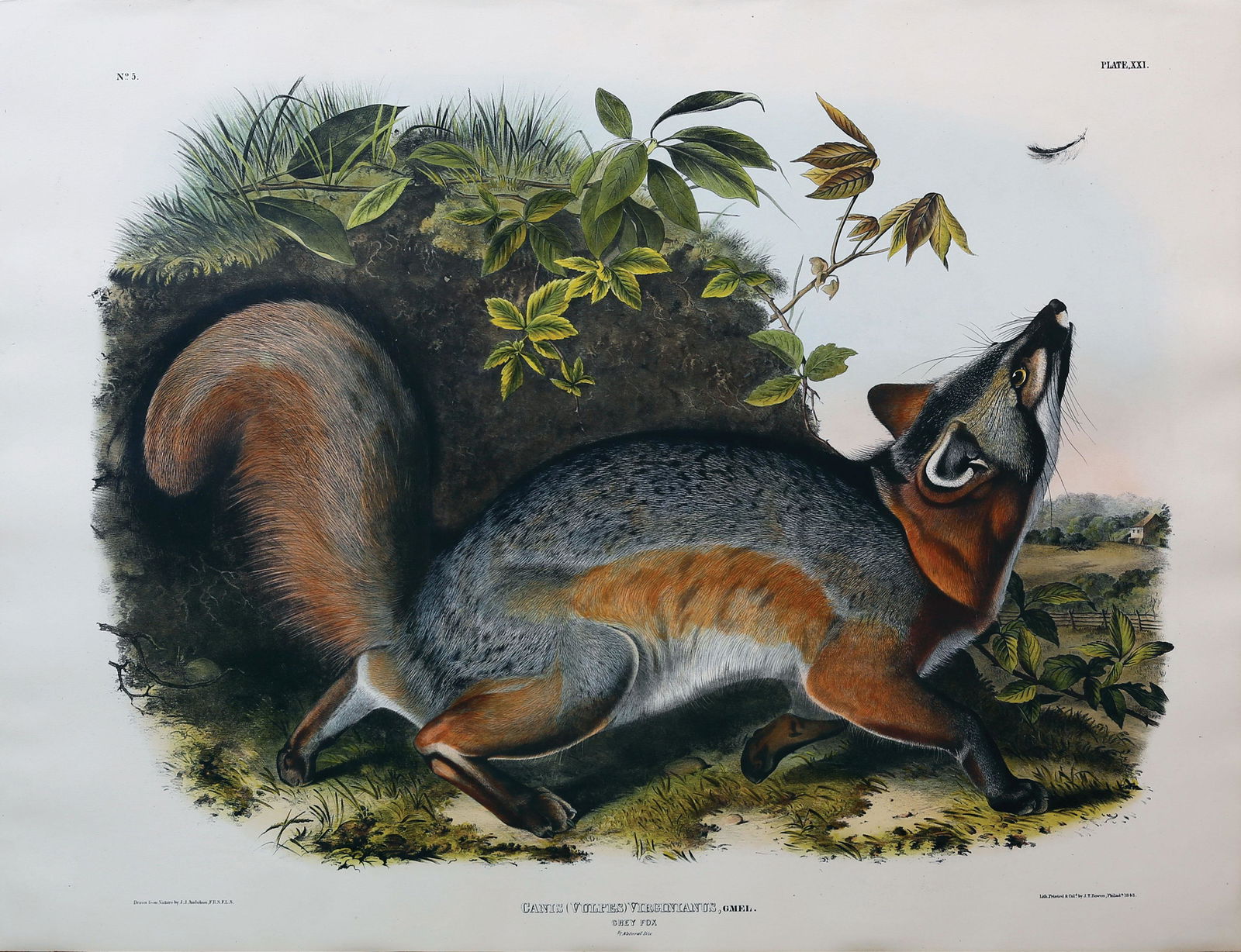 Audubon Lithograph, Grey Fox Sep 28, 2019 Arader Galleries in NY