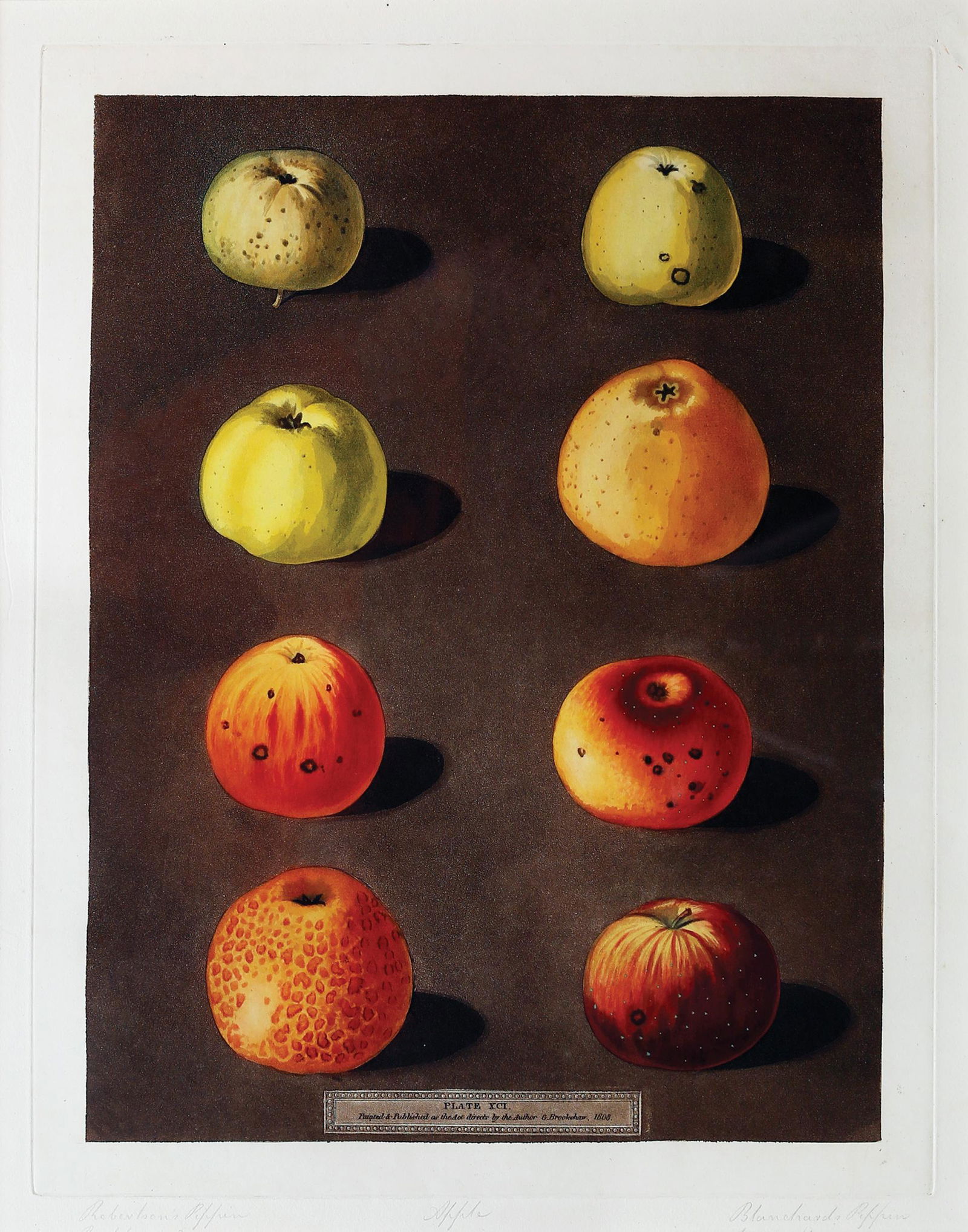 Brookshaw, Apples Aquatint: BROOKSHAW, George (c. 1751-1823). Apples, Plate 91. Aquatint with stipple engraving, printed in colors and finished by hand from Pomona Britannica. London: T. Bensley for the author, published by Whit