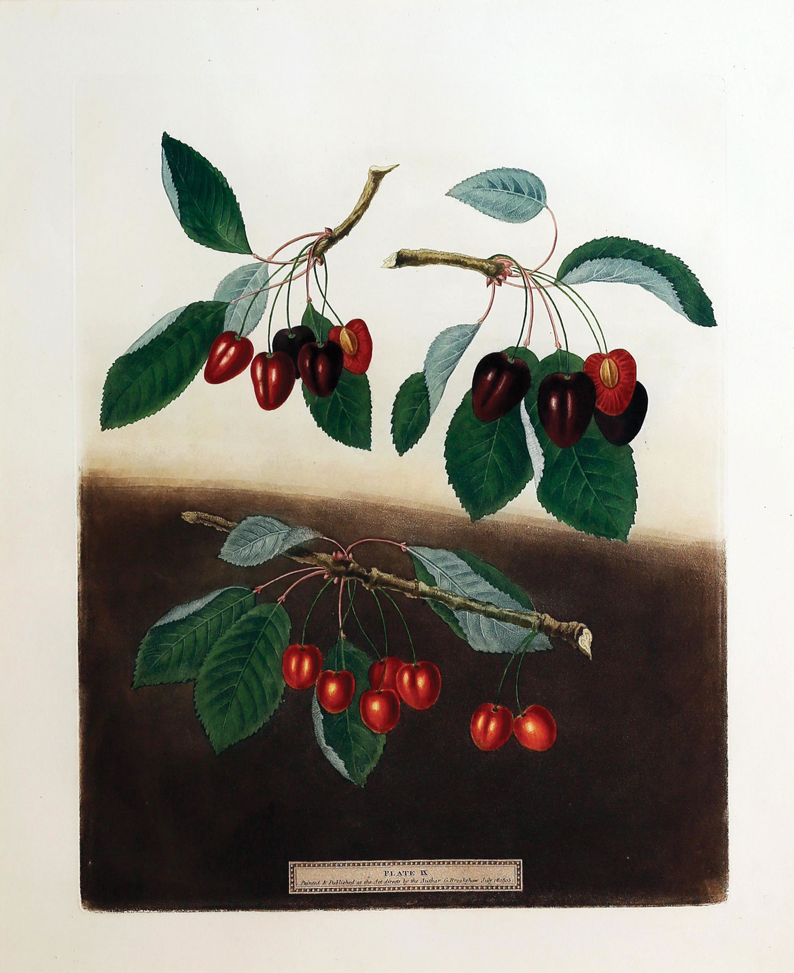 Brookshaw, Cherries Aquatint: BROOKSHAW, George (c. 1751-1823). Cherries, Plate 9. Aquatint with stipple engraving, printed in colors and finished by hand from Pomona Britannica. London: T. Bensley for the author, published by Whi