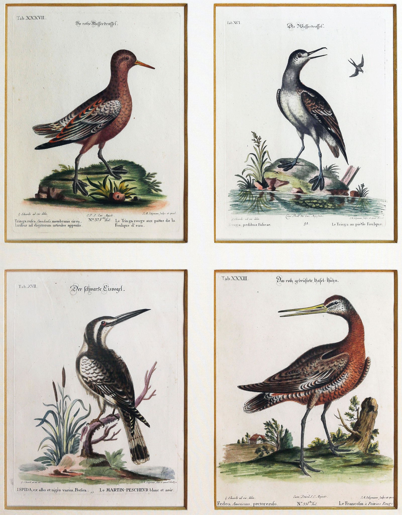 Seligmann Bird engravings: SELIGMANN, Johann Michael (1720-1762), after Mark Catesby (1683-1749) & George Edwards (1694-1773). Four Birds (Tab. XXXVII, Tab. XCI, Tab. XVII, Tab. XXXIII) Engravings with original hand color from