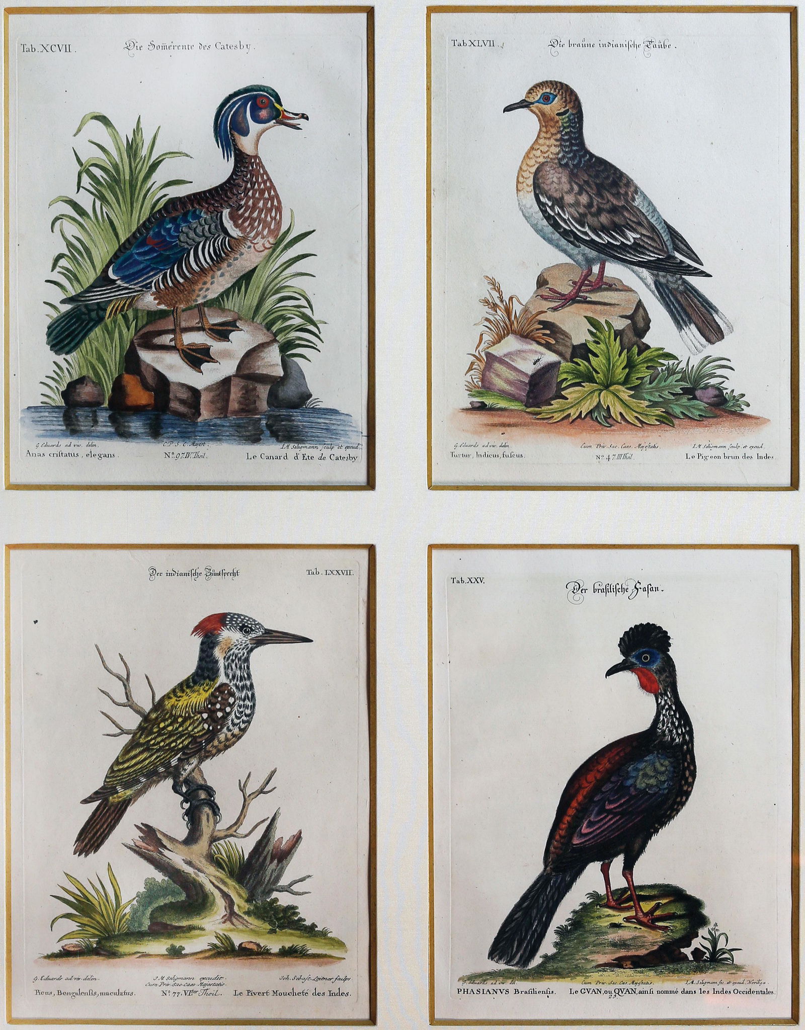 Seligmann Bird engravings: SELIGMANN, Johann Michael (1720-1762), after Mark Catesby (1683-1749) & George Edwards (1694-1773). Four Birds (Tab. XCVII, Tab. XLVII, Tab. LCCVII, Tab. XXV). Engravings with original hand color from