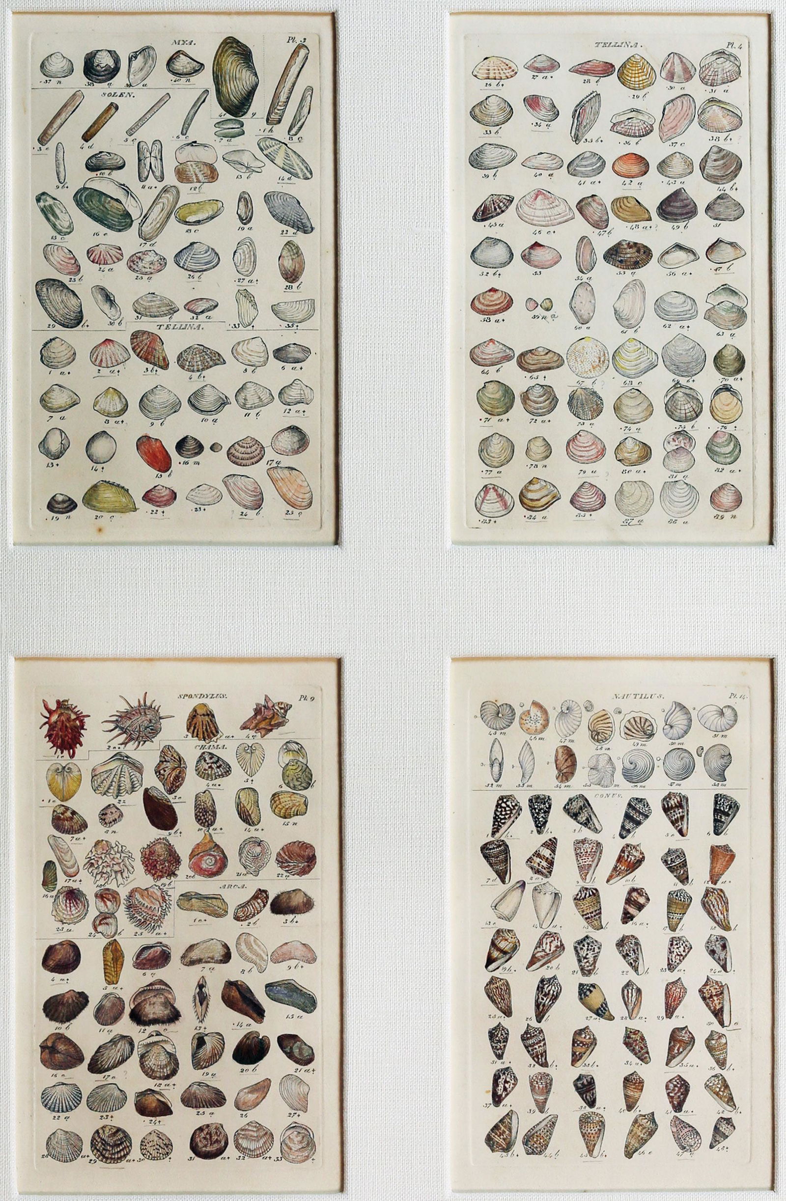 Wood Shell Engraving (1 of 2)