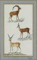 Pretre Deer Watercolor