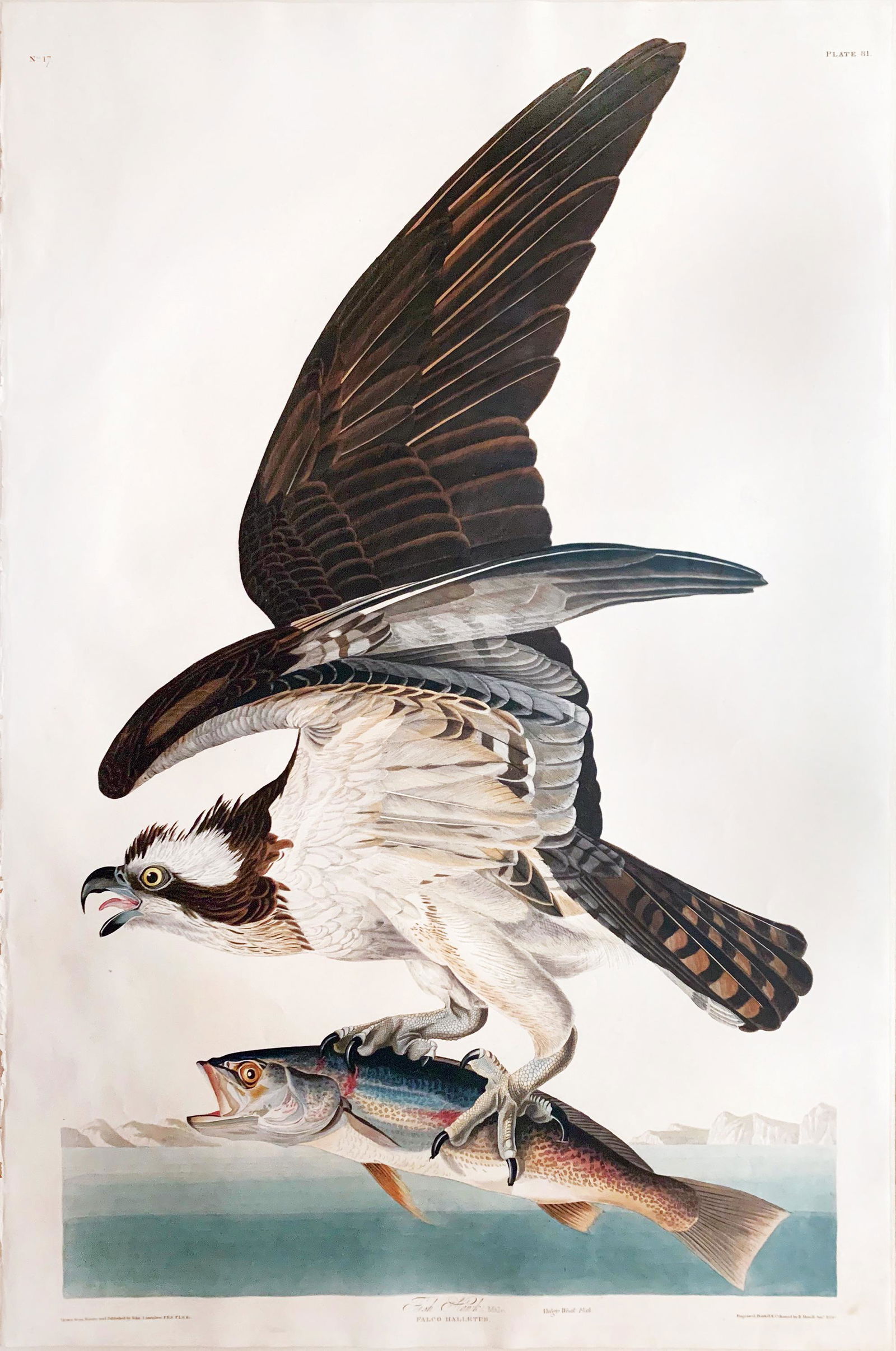 Audubon Aquatint Fish Hawk (1 of 1)