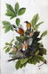 Audubon Aquatint American Robin