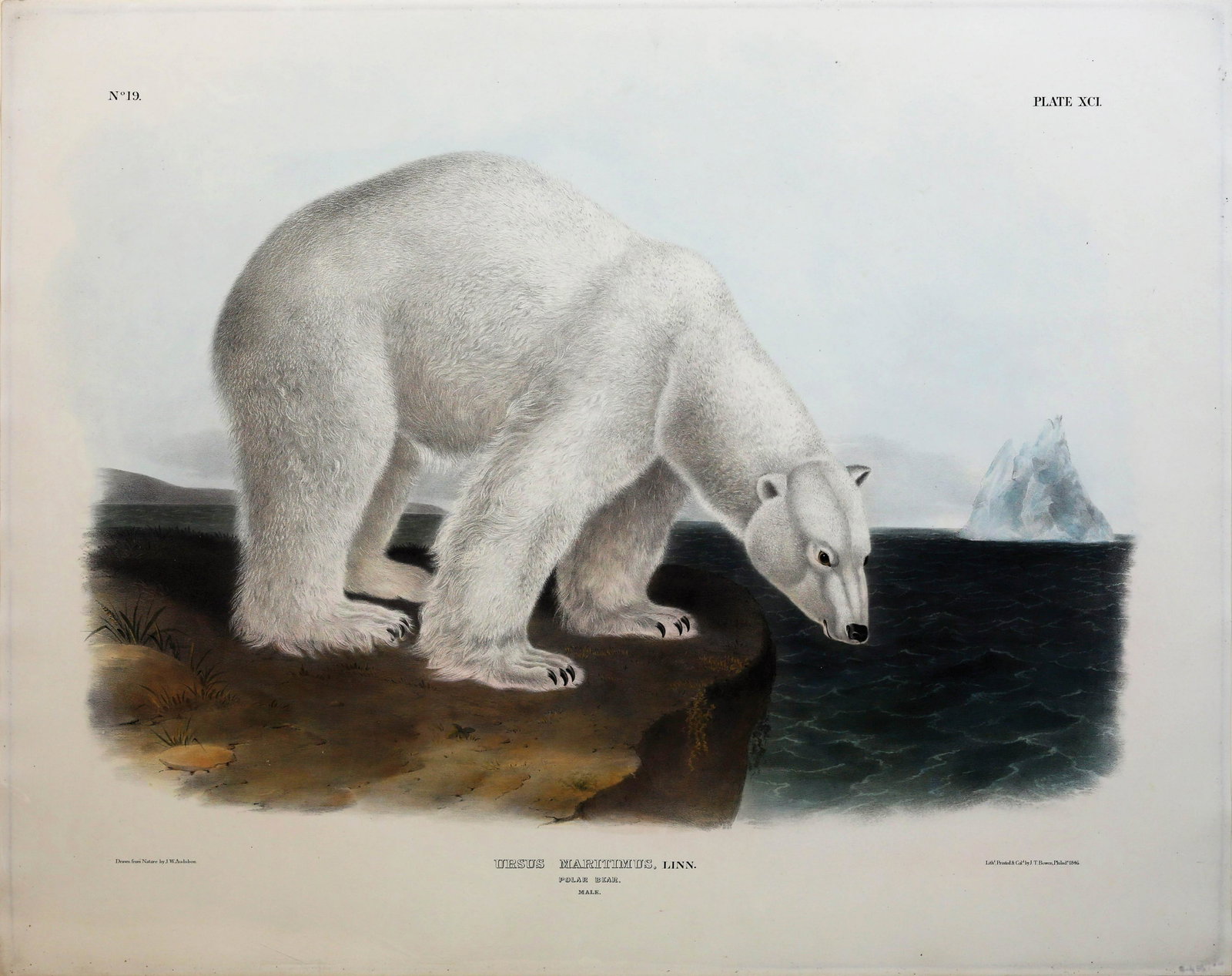 Audubon Lithograph, Polar Bear: AUDUBON, John James (1785 - 1851). Polar Bear, Plate 91. Lithograph with original hand color From Viviparious Quadrupeds of North America. New York: 1845-1848. 22” x 27 3/4” sheet. Comparable: Ara