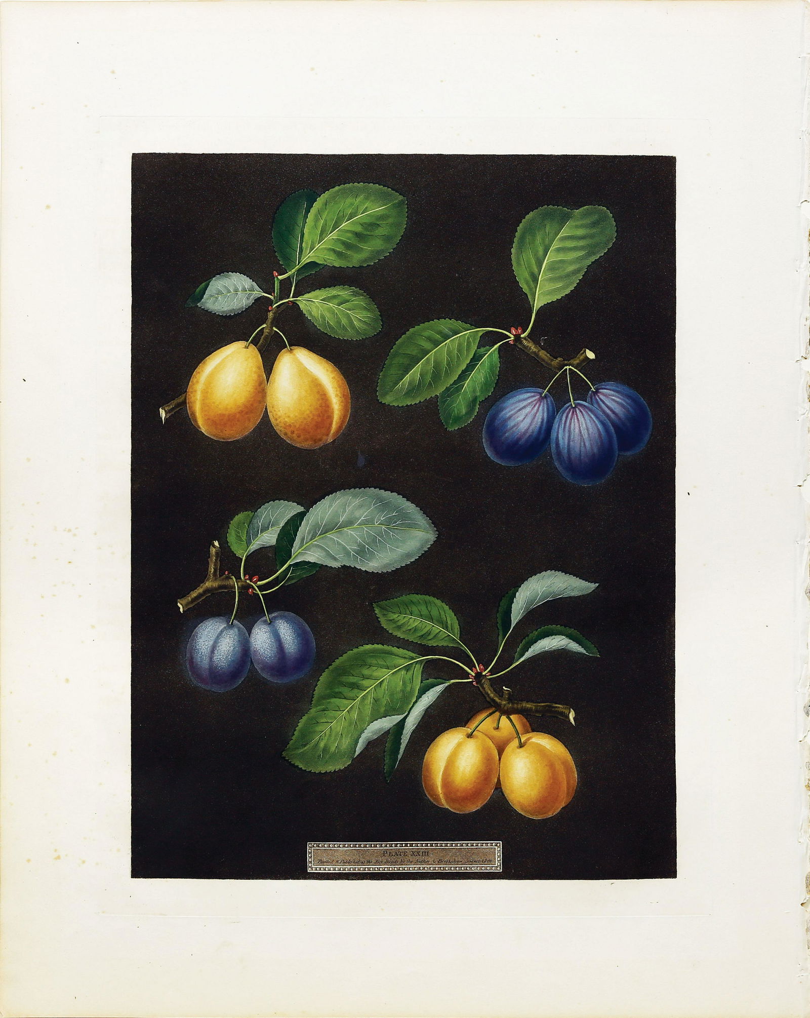 Brookshaw Aquatint, Plums: BROOKSHAW, George (c. 1751-1823). Plums, Plate XXIII (23). Aquatint with stipple engraving, printed in colors and finished by hand from Pomona Britannica. London: T. Bensley for the author, published