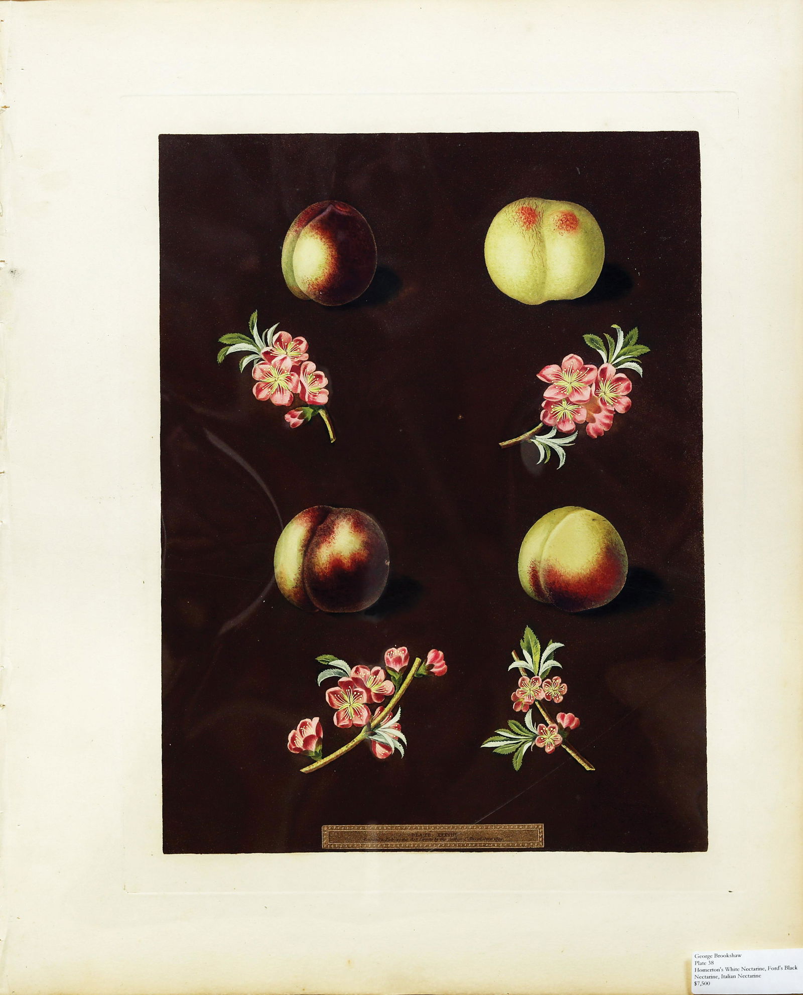 Brookshaw Aquatint, Nectarines: BROOKSHAW, George (c. 1751-1823). Nectarines, Plate XXXVIII (38). Aquatint with stipple engraving, printed in colors and finished by hand from Pomona Britannica. London: T. Bensley for the author, pub