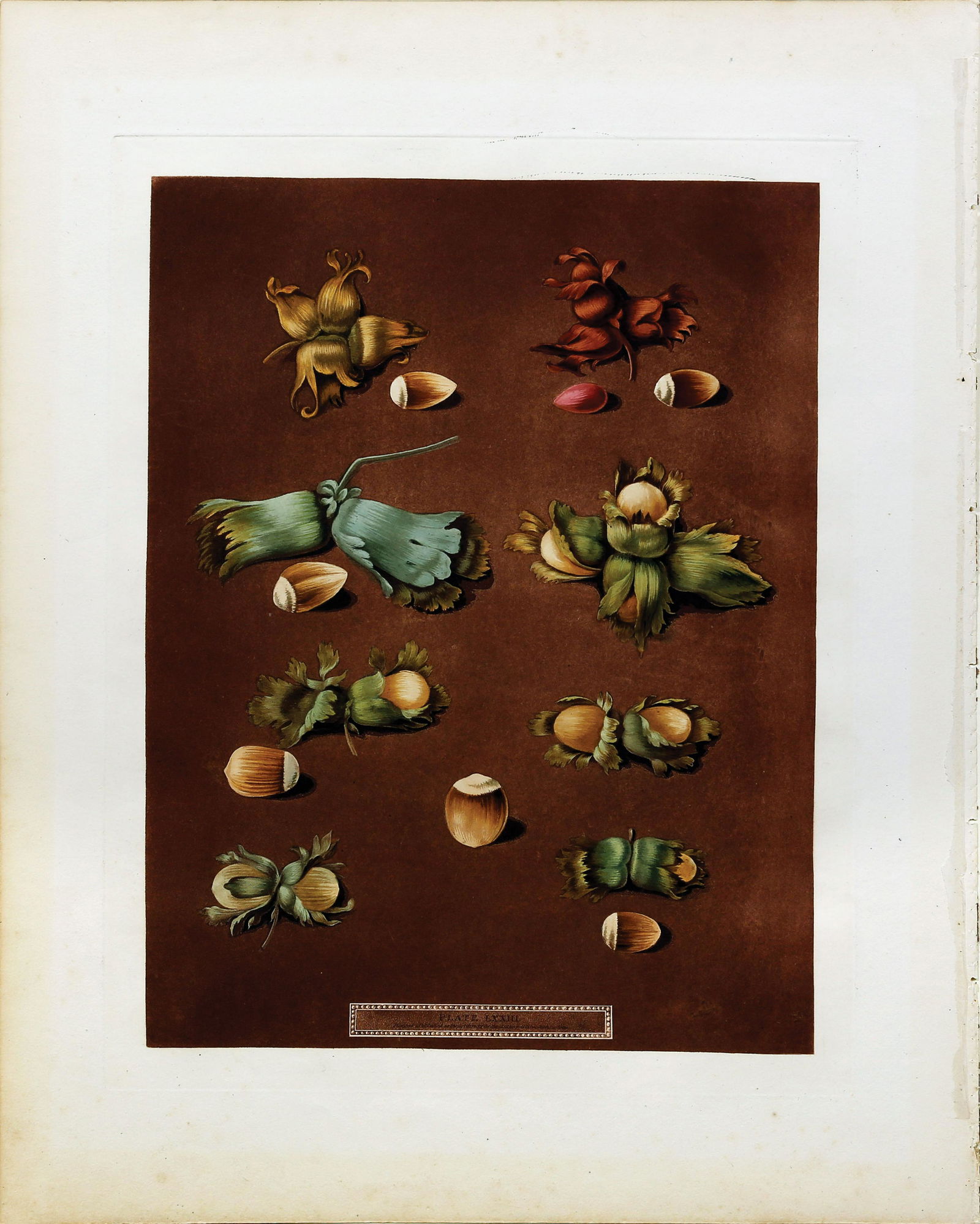 Brookshaw Aquatint, Fritillaria Persica: BROOKSHAW, George (c. 1751-1823). Fritillaria Persica, Plate LXXIII (73). Aquatint with stipple engraving, printed in colors and finished by hand from Pomona Britannica. London: T. Bensley for the aut