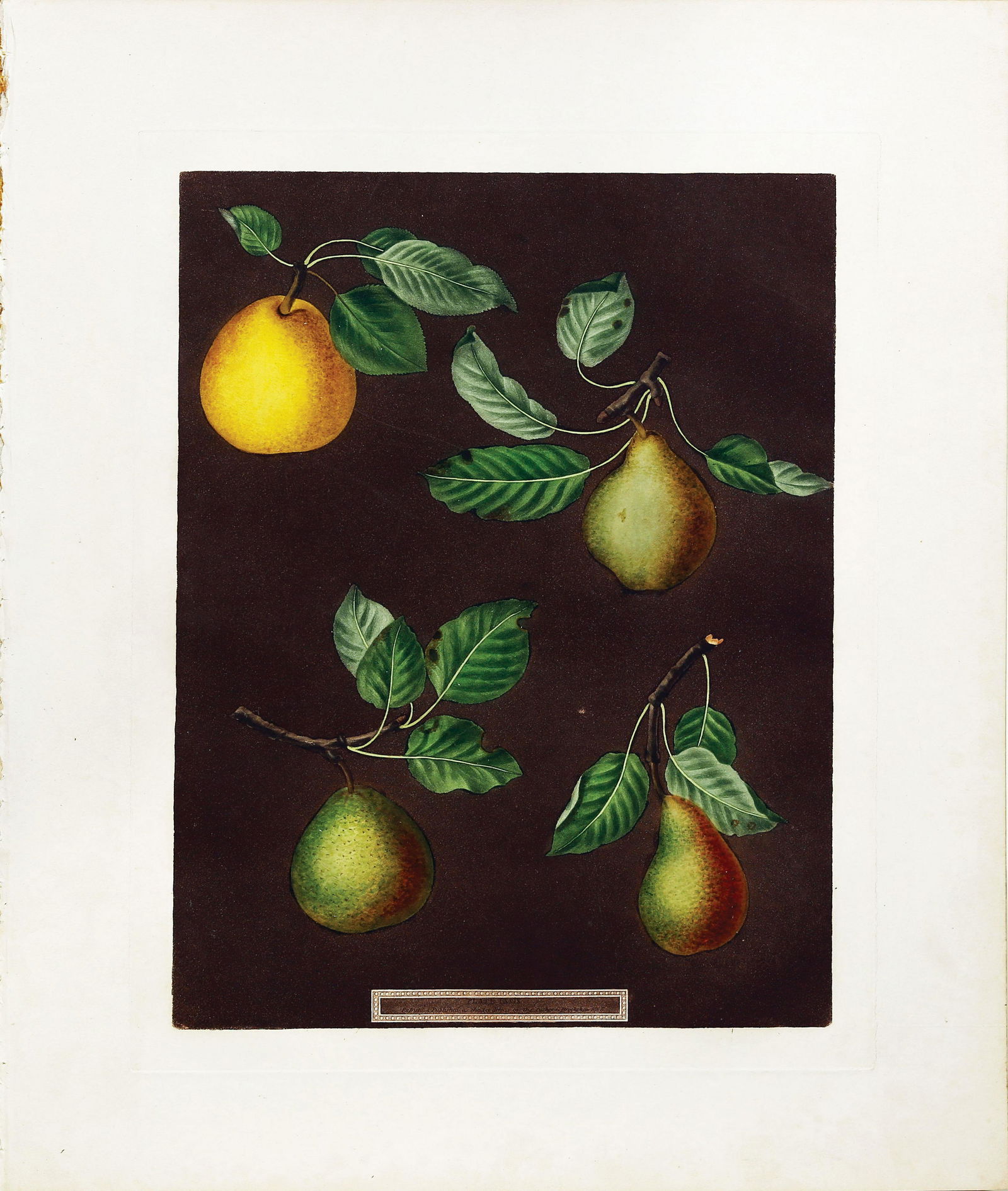 Brookshaw Aquatint, Pears: BROOKSHAW, George (c. 1751-1823). Pears, Plate LXXIX (79). Aquatint with stipple engraving, printed in colors and finished by hand from Pomona Britannica. London: T. Bensley for the author, published