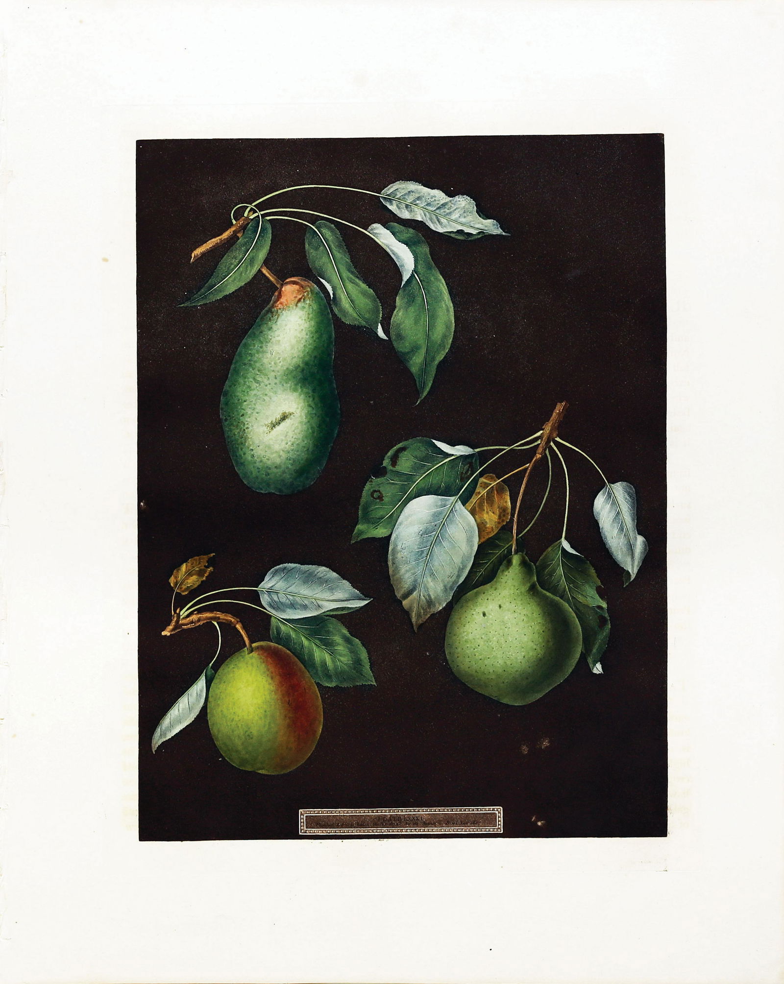 Brookshaw Aquatint, Pears: BROOKSHAW, George (c. 1751-1823). Pears, Plate LXXXI (81). Aquatint with stipple engraving, printed in colors and finished by hand from Pomona Britannica. London: T. Bensley for the author, published
