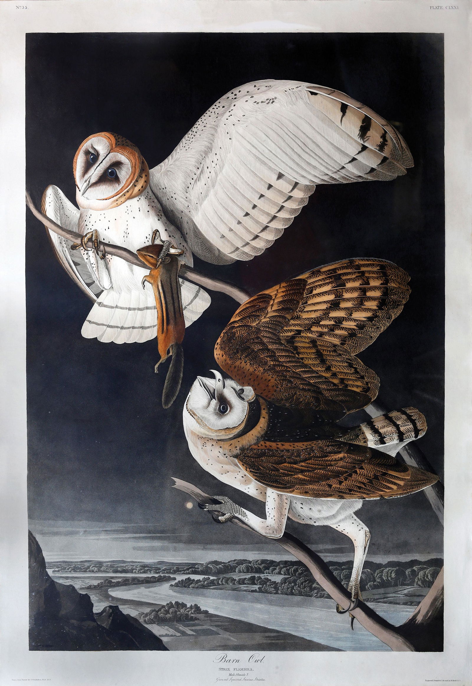 For Auction Audubon Aquatint, Barn Owl. (0005) on Apr 04, 2020