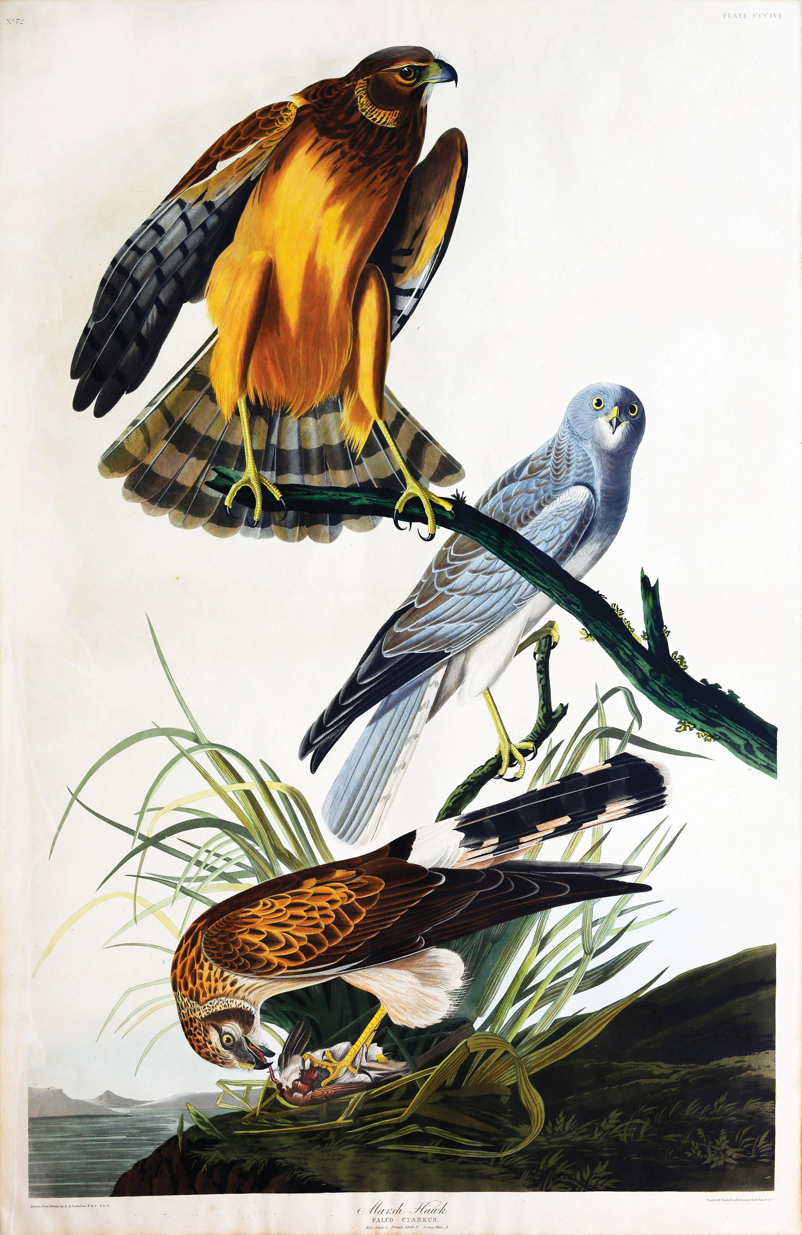 Audubon Aquatint, Marsh Hawk (1 of 1)